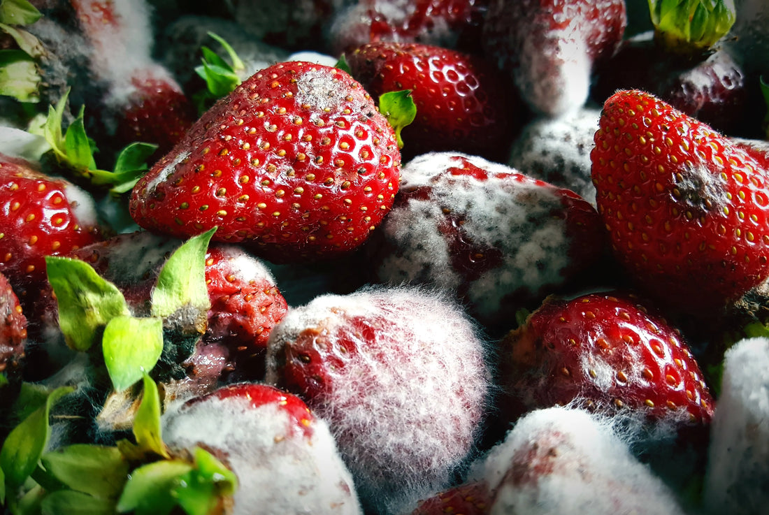 Why Do My Vegetables Go Bad Before I Use Them?